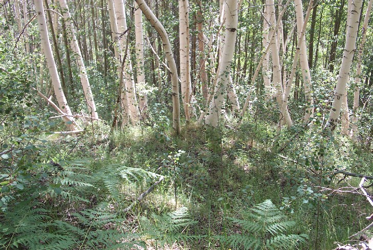 Betula pendula Roth / Betulla verrucosa